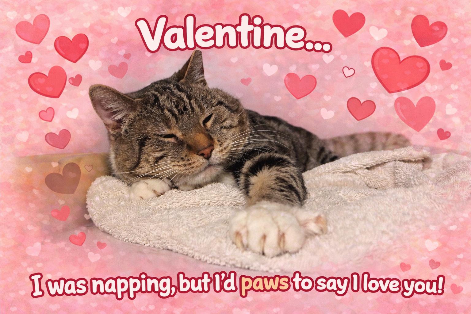 Enlarge Baloo, a ADOPTABLE Domestic Short Hair in Ashland, IL image 1/5