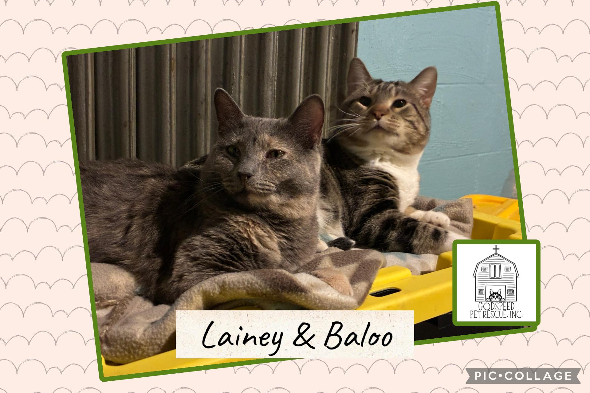 Baloo, a ADOPTABLE Domestic Short Hair in Ashland, IL image 5/5
