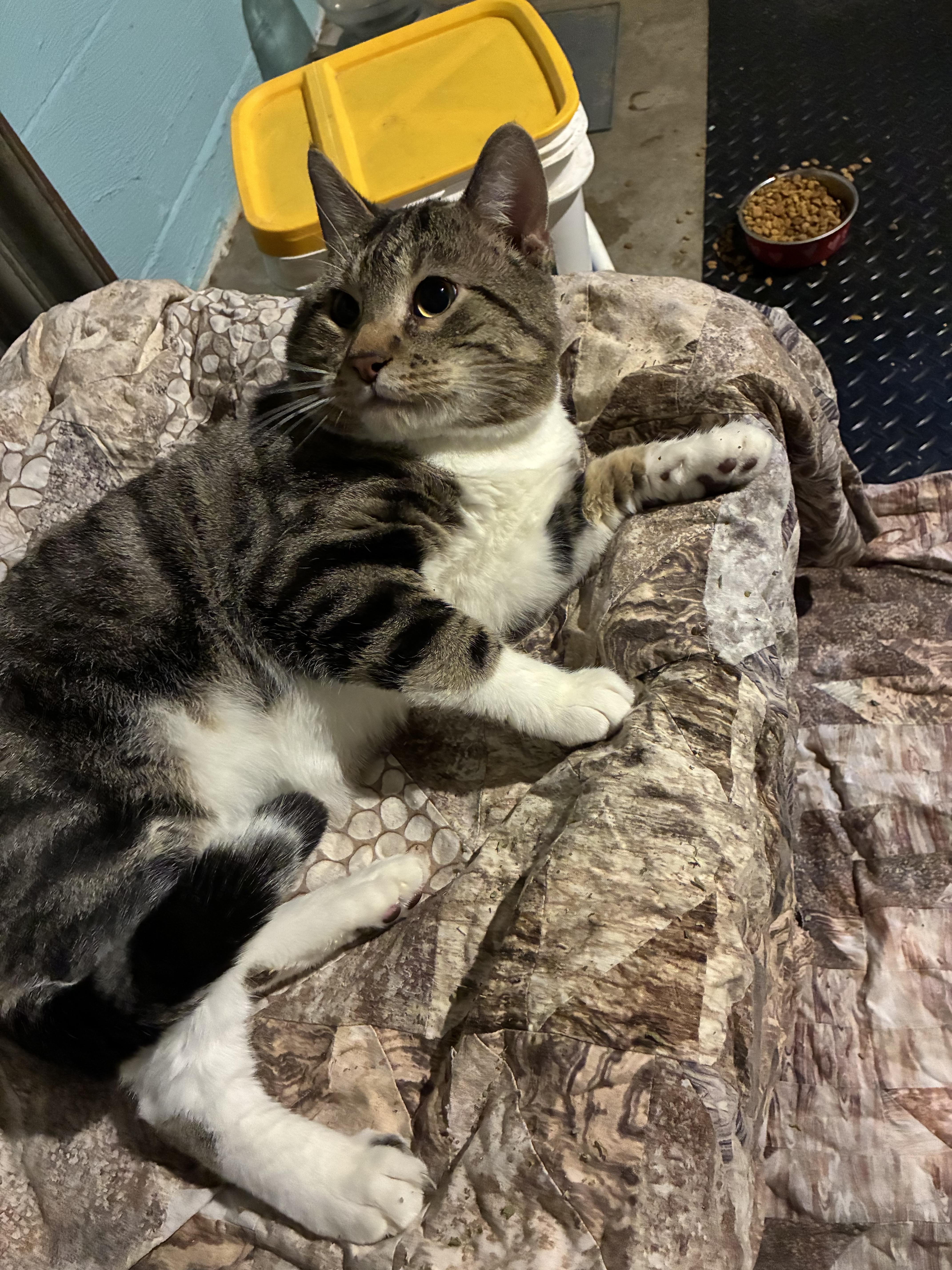 Enlarge Baloo, a ADOPTABLE Domestic Short Hair in Ashland, IL image 3/5