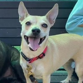 Dulcet, ADOPTABLE, Adult Female Mixed Breed.