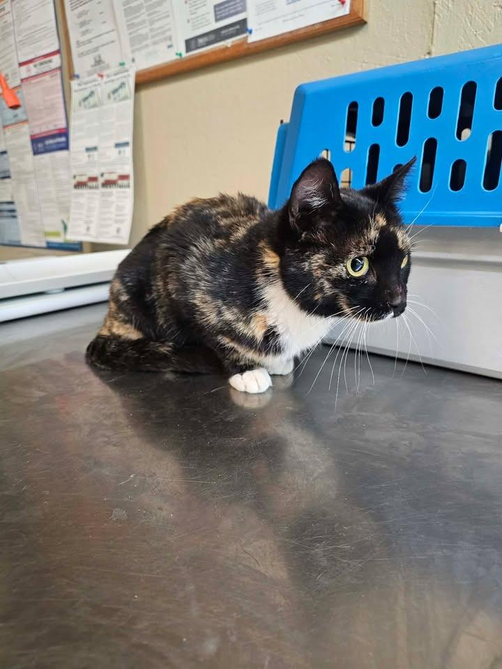 Enlarge Mochi, a Adoptable mixed breed in Shelbyville, TN image 1/2