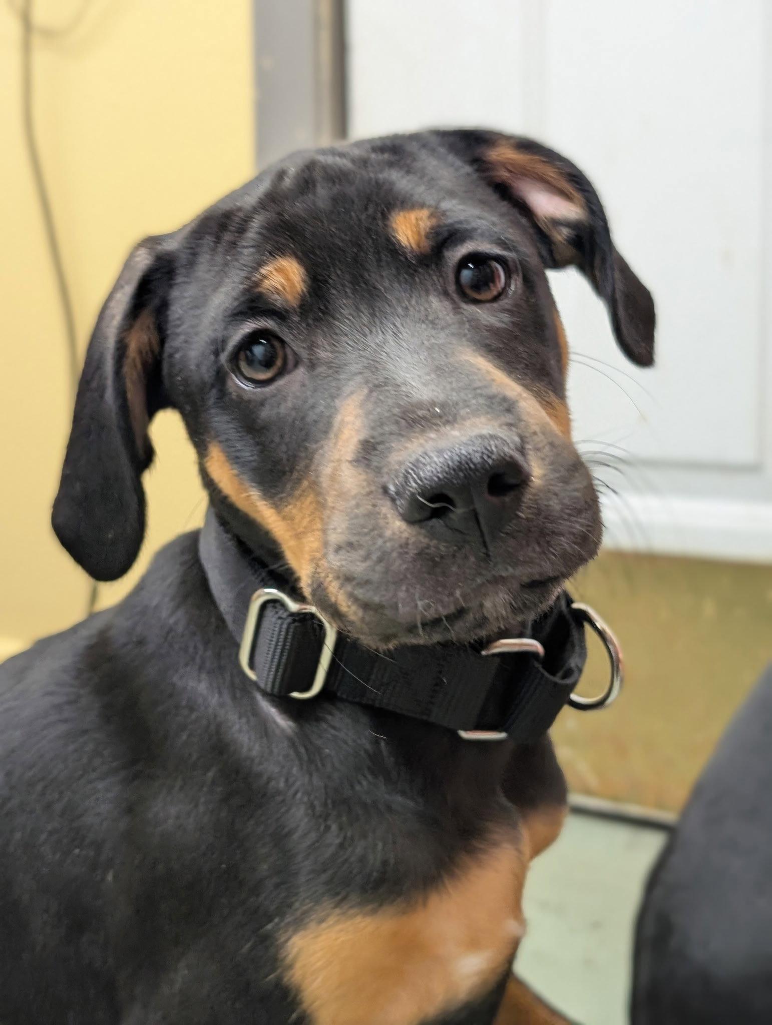 Puppy Cider, Adoptable, Young Male Hound & Doberman Pinscher.