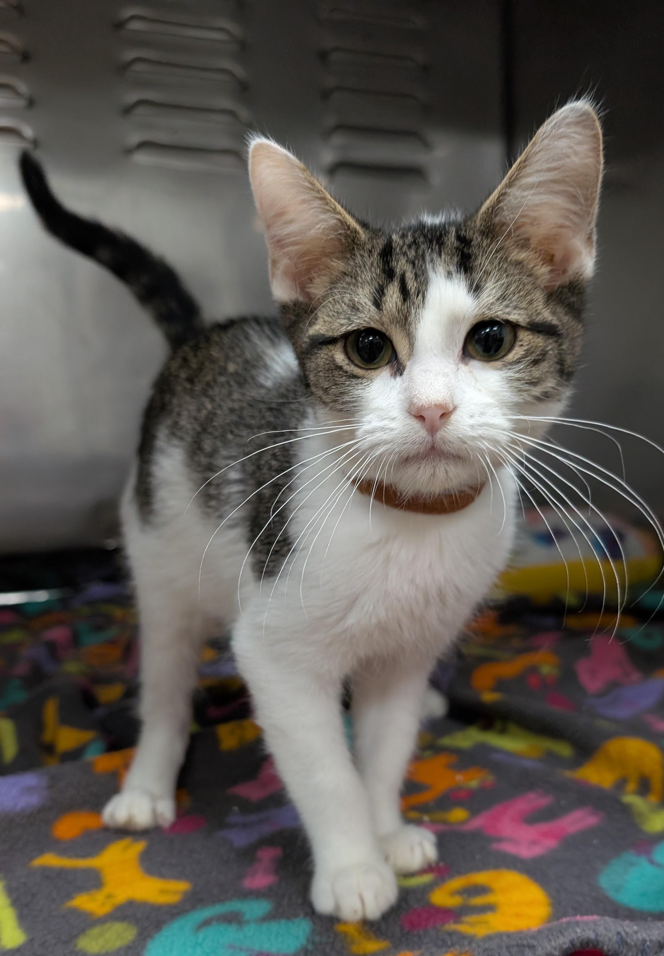 Oliver, Adoptable, Young Male Domestic Short Hair.