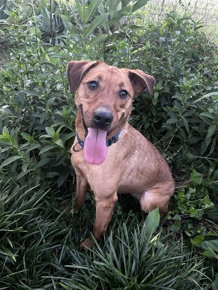 Enlarge Skye, a Adoptable mixed breed in Acworth, GA image 2/6