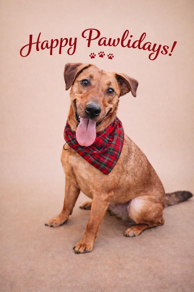 Enlarge Skye, a Adoptable mixed breed in Acworth, GA image 2/6