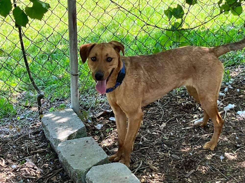 Enlarge Skye, a Adoptable mixed breed in Acworth, GA image 3/6