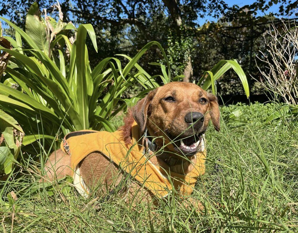 Enlarge Skye, a Adoptable mixed breed in Acworth, GA image 4/6