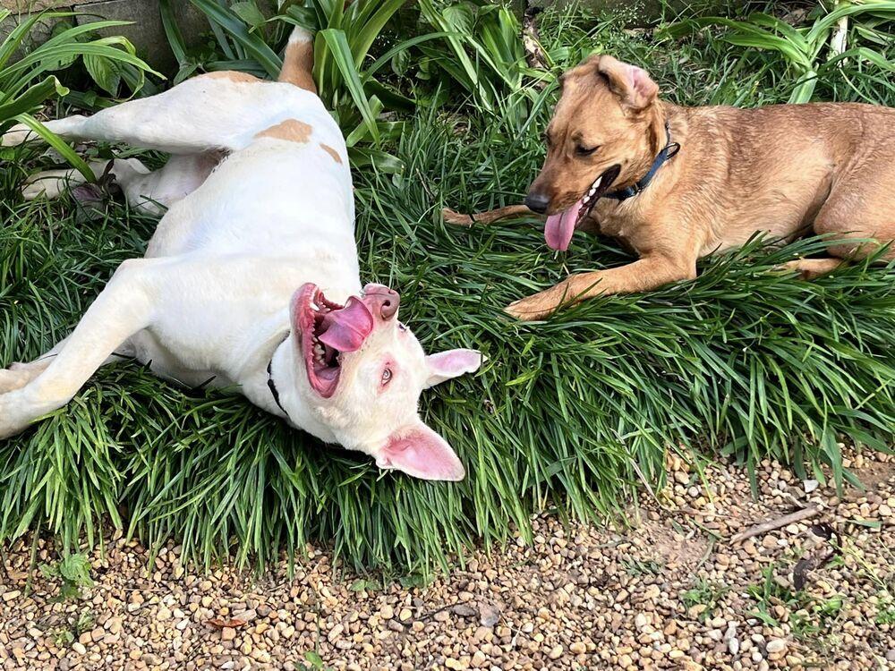 Enlarge Skye, a Adoptable mixed breed in Acworth, GA image 5/6