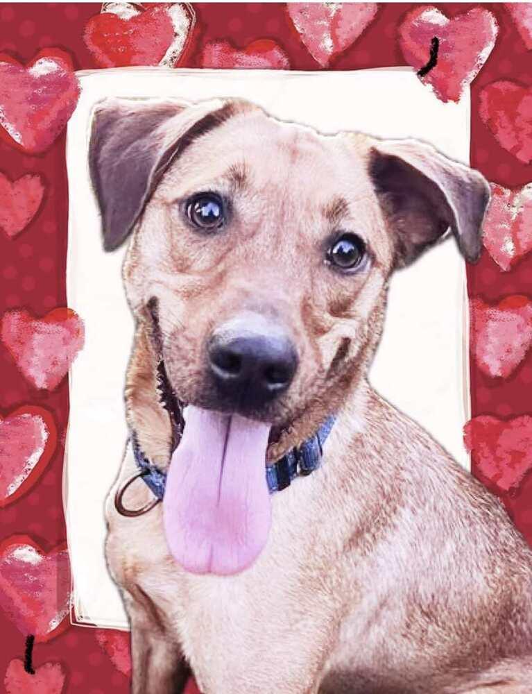 Enlarge Skye, a Adoptable mixed breed in Acworth, GA image 6/6