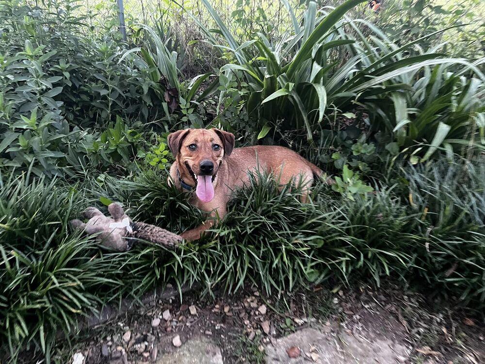 Enlarge Skye, a Adoptable mixed breed in Acworth, GA image 6/6