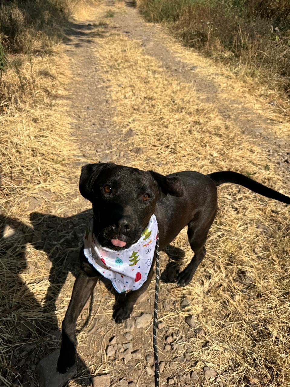 ARLEN IS READY FOR THE PNW!, Adoptable, Adult Male Labrador Retriever.