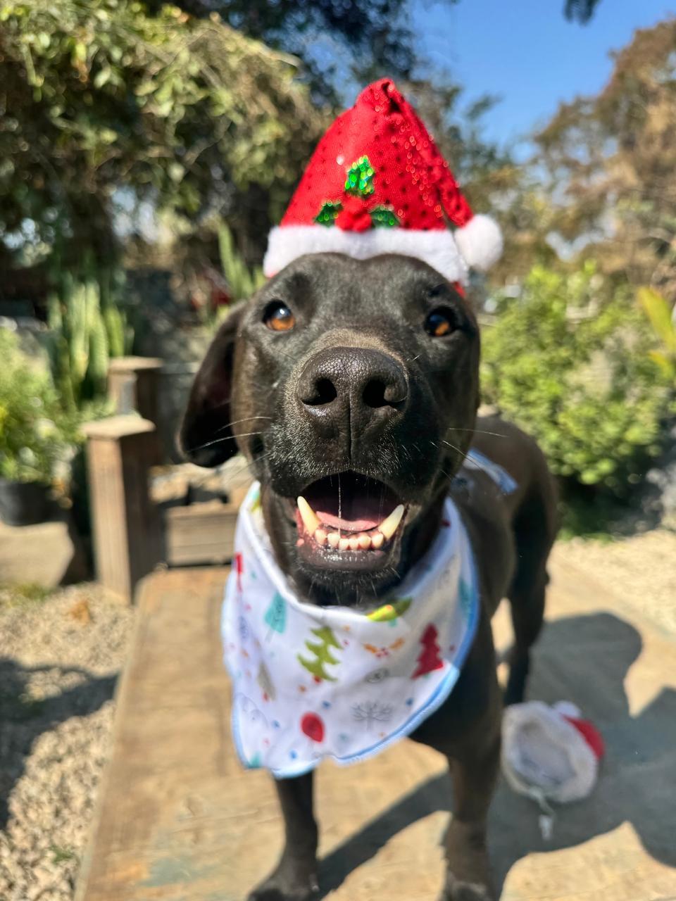 ARLEN IS READY FOR THE PNW!, a Adoptable Labrador Retriever in Gig Harbor, WA image 3/8