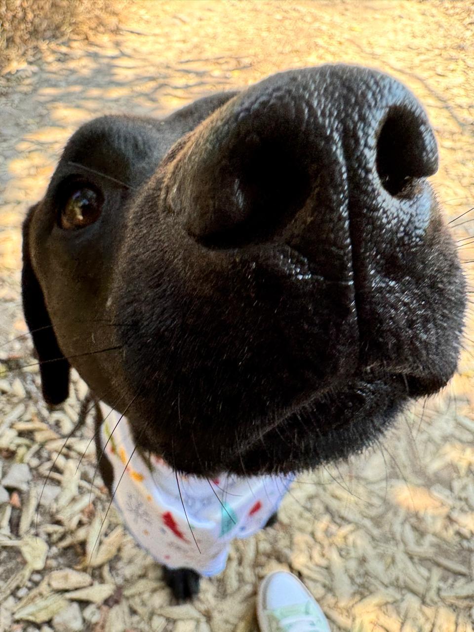 ARLEN IS READY FOR THE PNW!, a Adoptable Labrador Retriever in Gig Harbor, WA image 5/8