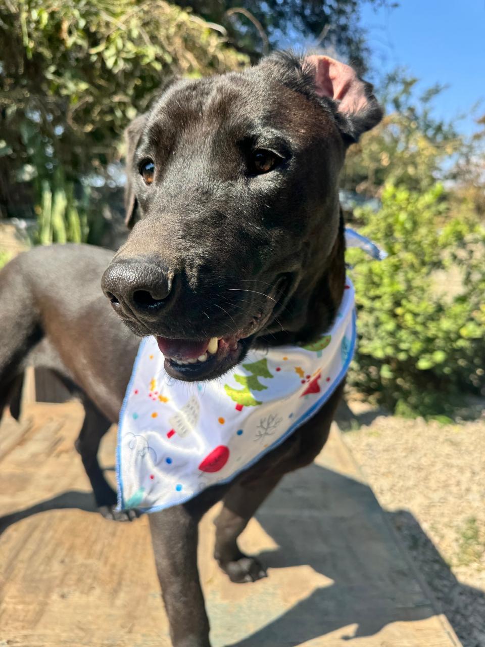 ARLEN IS READY FOR THE PNW!