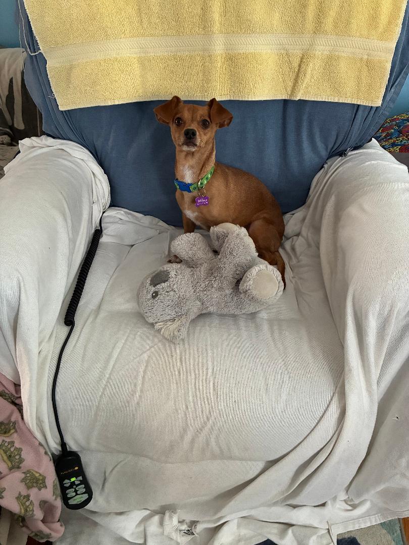 Tot, ADOPTABLE, Adult Female Chiweenie.