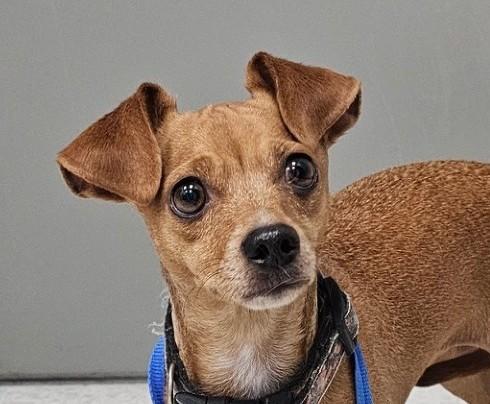 Tot, ADOPTABLE, Adult Female Chiweenie.