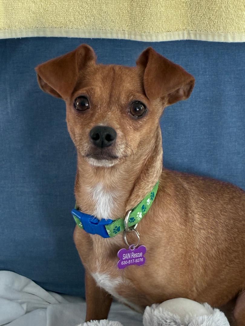 Tot, a ADOPTABLE mixed breed in Bartlett, IL image 4/4