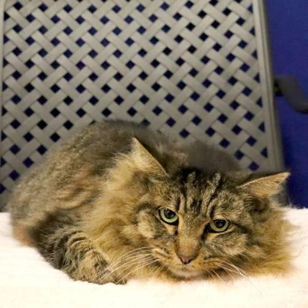 Miss Shadow, Adoptable, Adult Female Maine Coon.