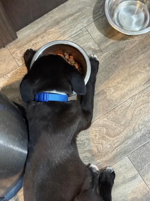 Enlarge Rascal, a ADOPTABLE mixed breed in Okmulgee, OK image 2/5