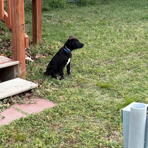 Enlarge Rascal, a ADOPTABLE mixed breed in Okmulgee, OK image 5/5