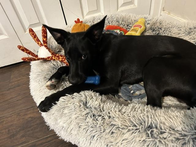 Rascal, a ADOPTABLE mixed breed in Okmulgee, OK image 2/6