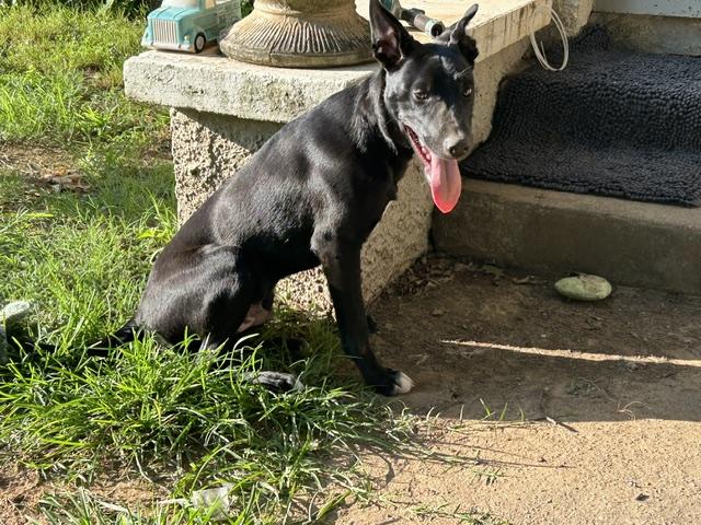 Rascal, ADOPTABLE, Puppy Male Black Labrador Retriever.