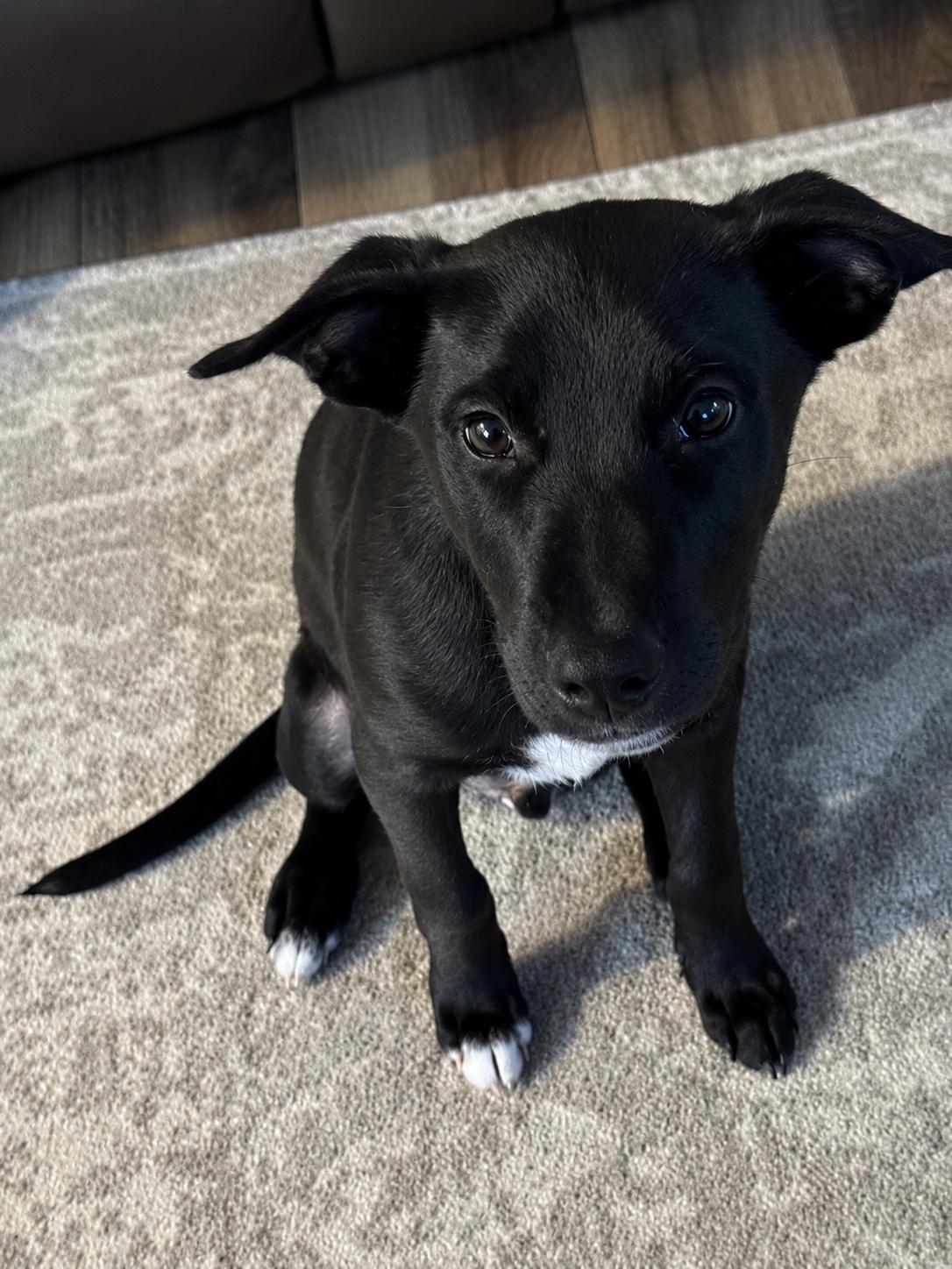 Rascal, a ADOPTABLE mixed breed in Okmulgee, OK image 2/6