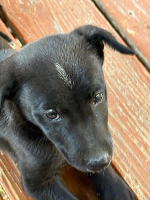 Rascal, ADOPTABLE, Puppy Male Chocolate Labrador Retriever.