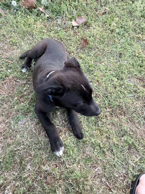 Enlarge Rascal, a ADOPTABLE mixed breed in Okmulgee, OK image 4/5