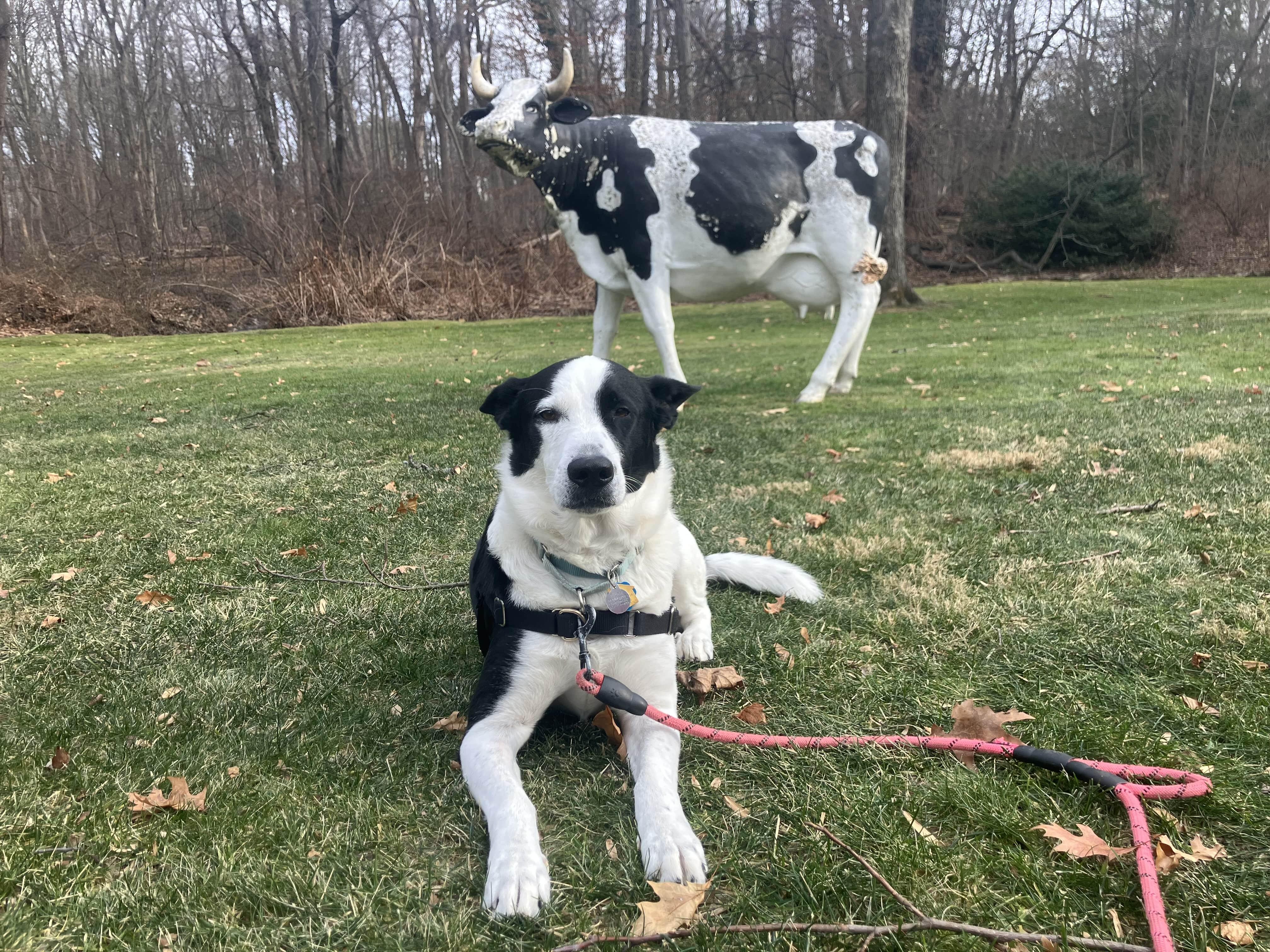 Enlarge Koda, a ADOPTABLE mixed breed in Harrison, NY image 6/6