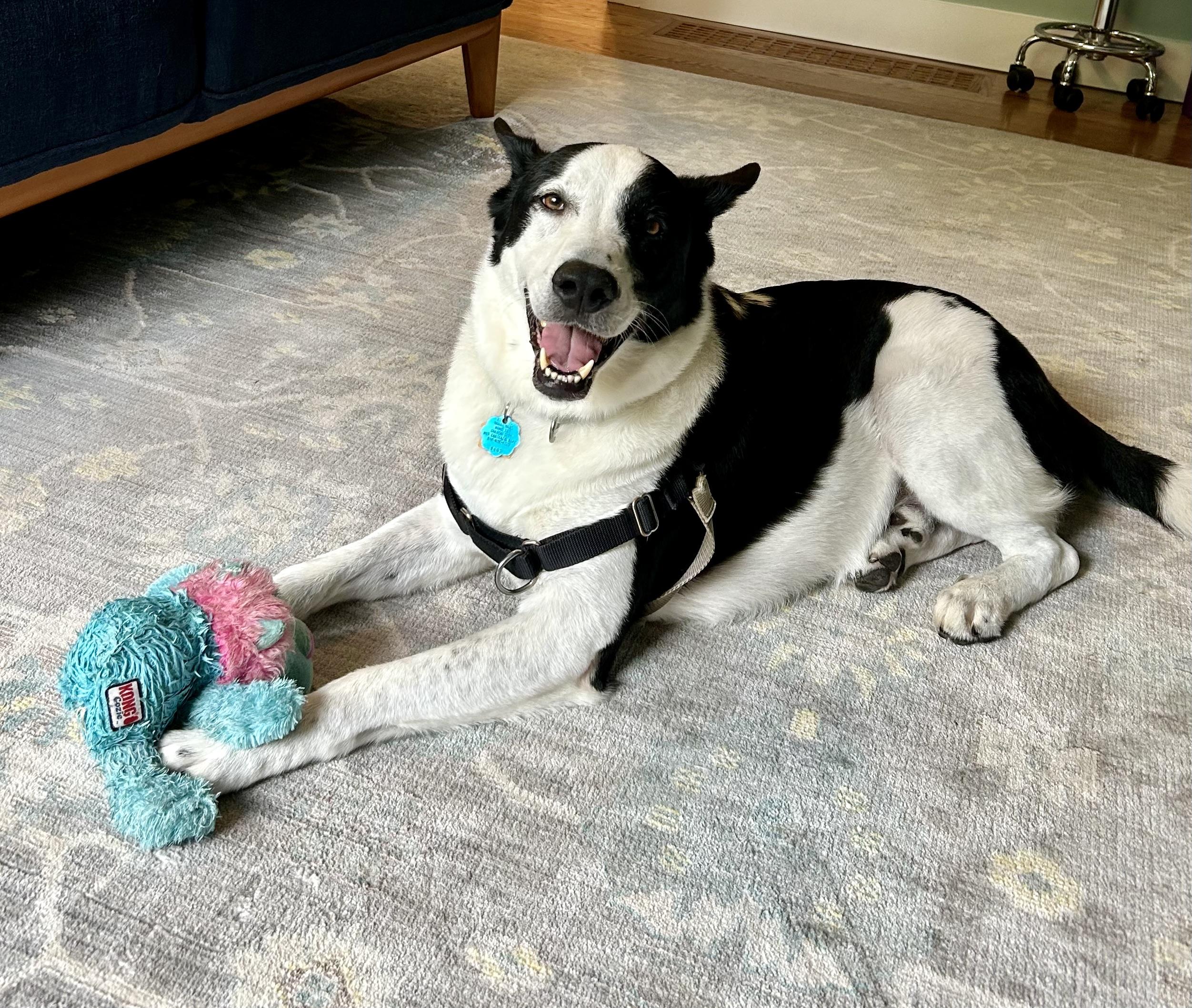 Koda, Adoptable, Adult Male Shepherd & Husky.
