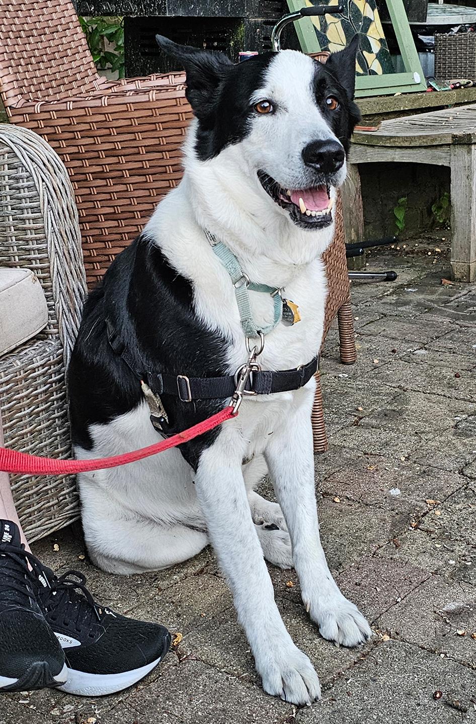 Enlarge Koda, a ADOPTABLE mixed breed in Harrison, NY image 2/6