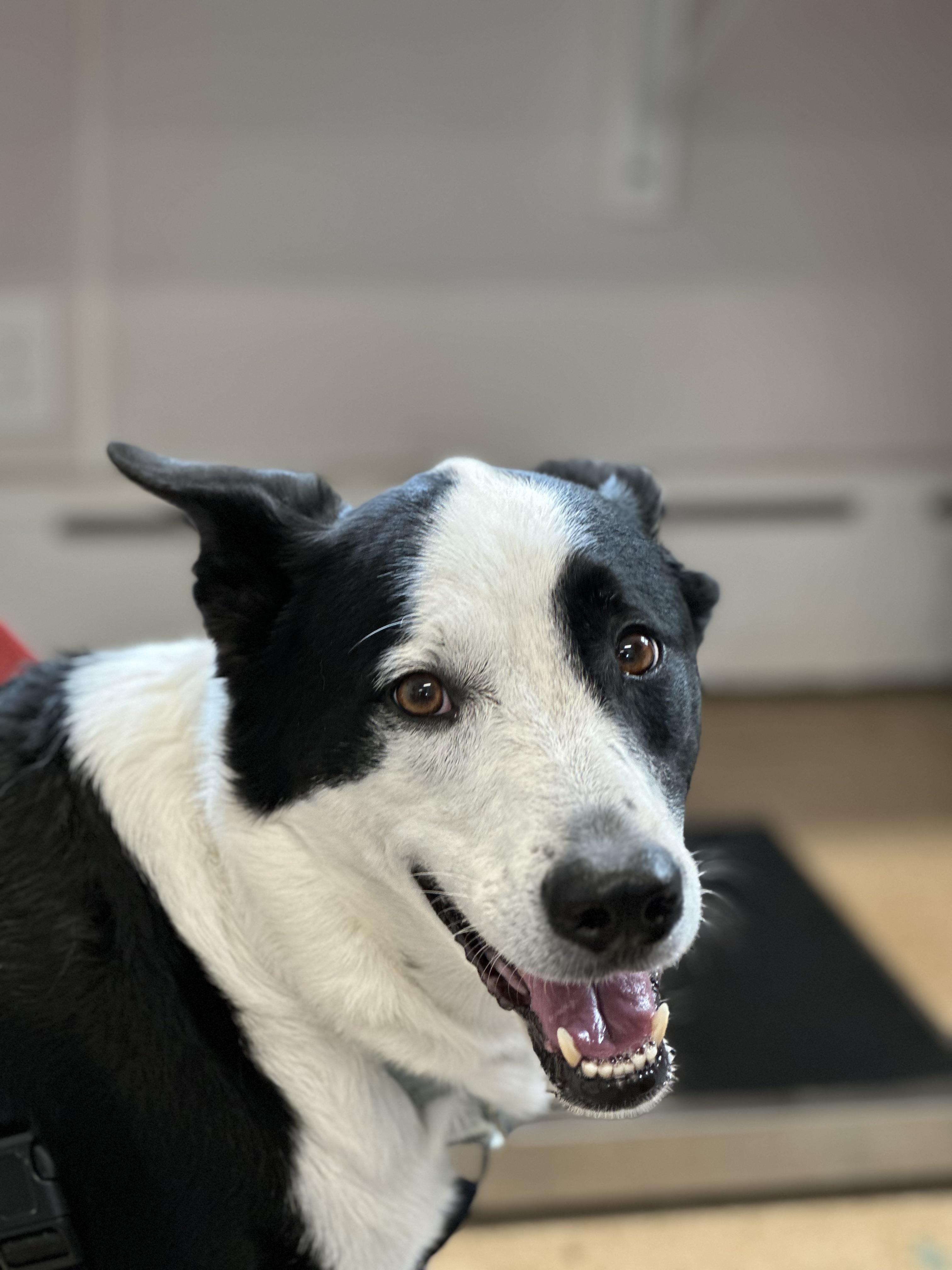 Enlarge Koda, a ADOPTABLE mixed breed in Harrison, NY image 3/6