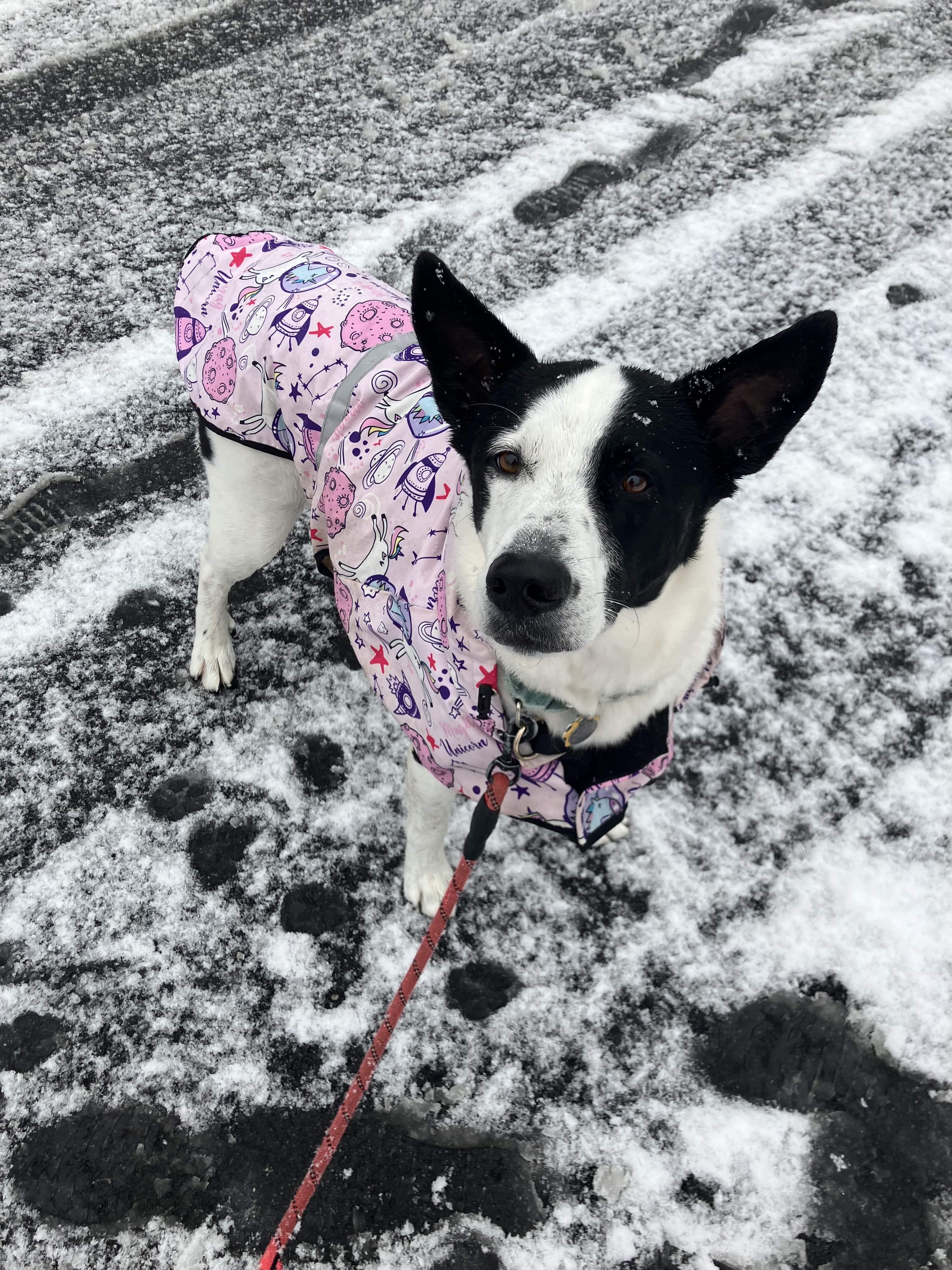 Enlarge Koda, a ADOPTABLE mixed breed in Harrison, NY image 5/6