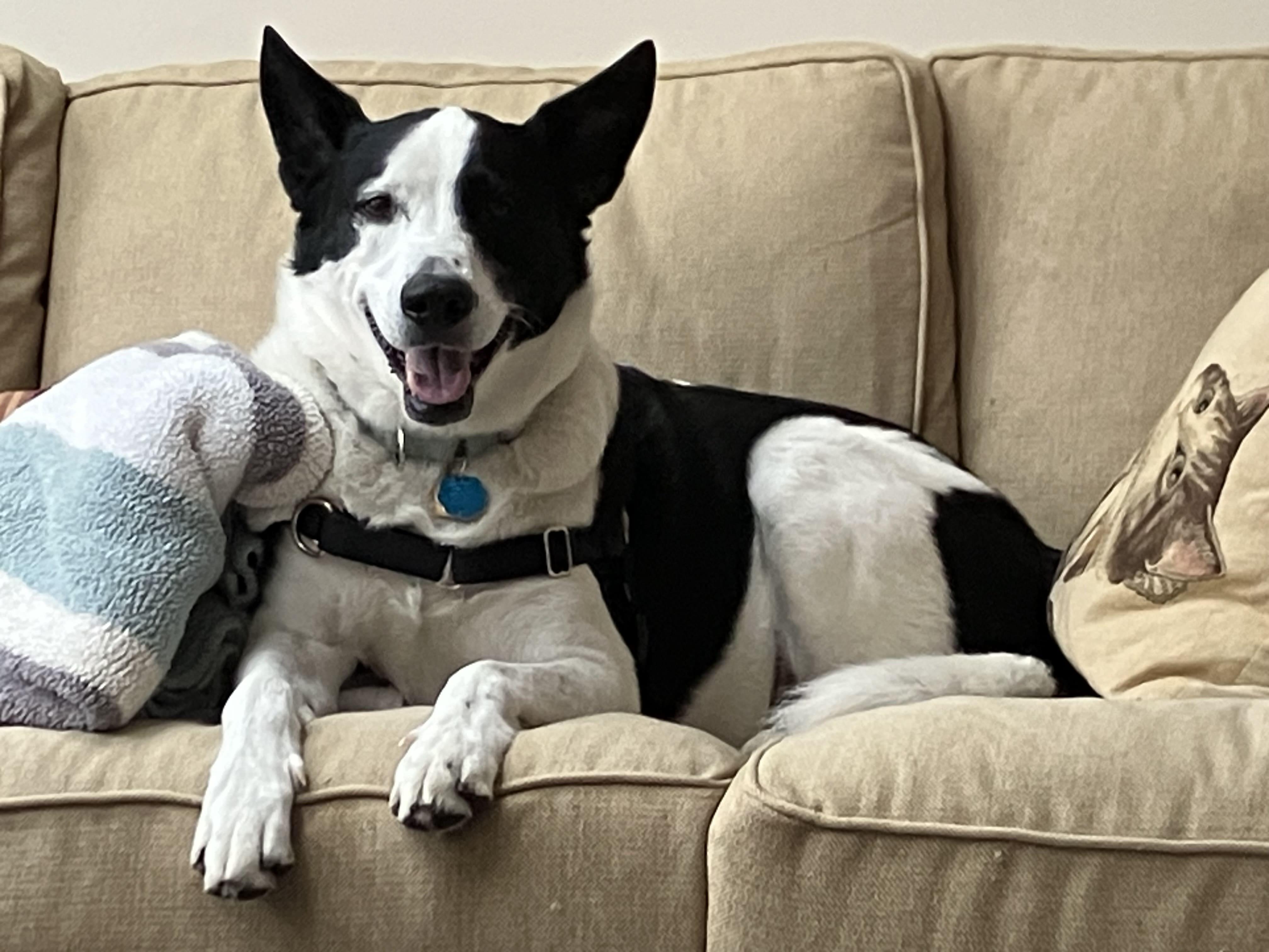 Enlarge Koda, a ADOPTABLE mixed breed in Harrison, NY image 4/6