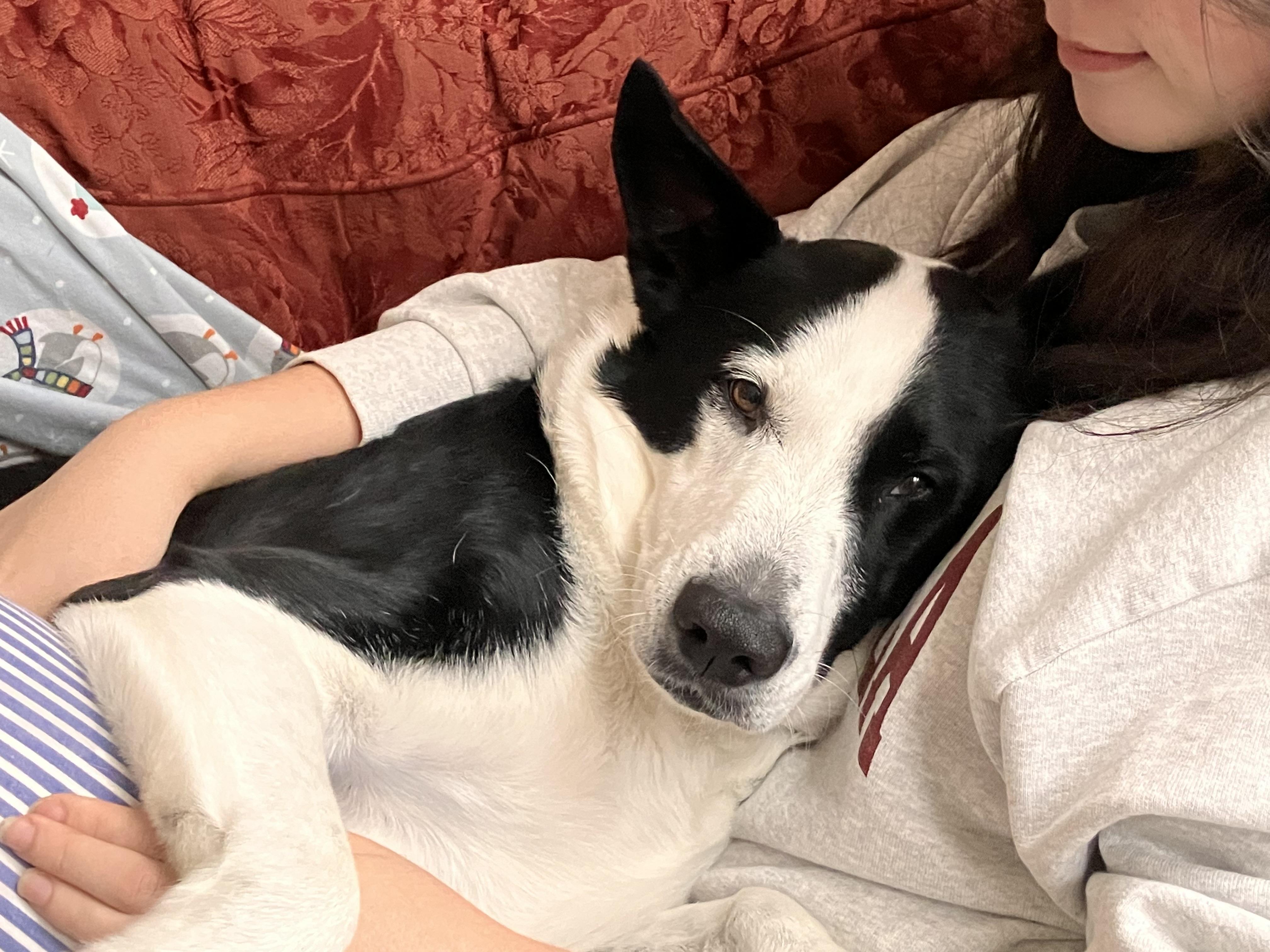 Koda, ADOPTABLE, Adult Male Shepherd & Husky.