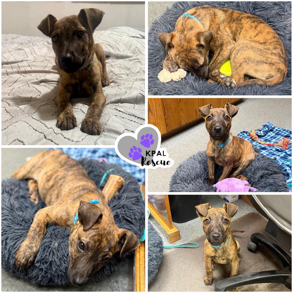 Cocoa, Adoptable, Puppy Female Mixed Breed.