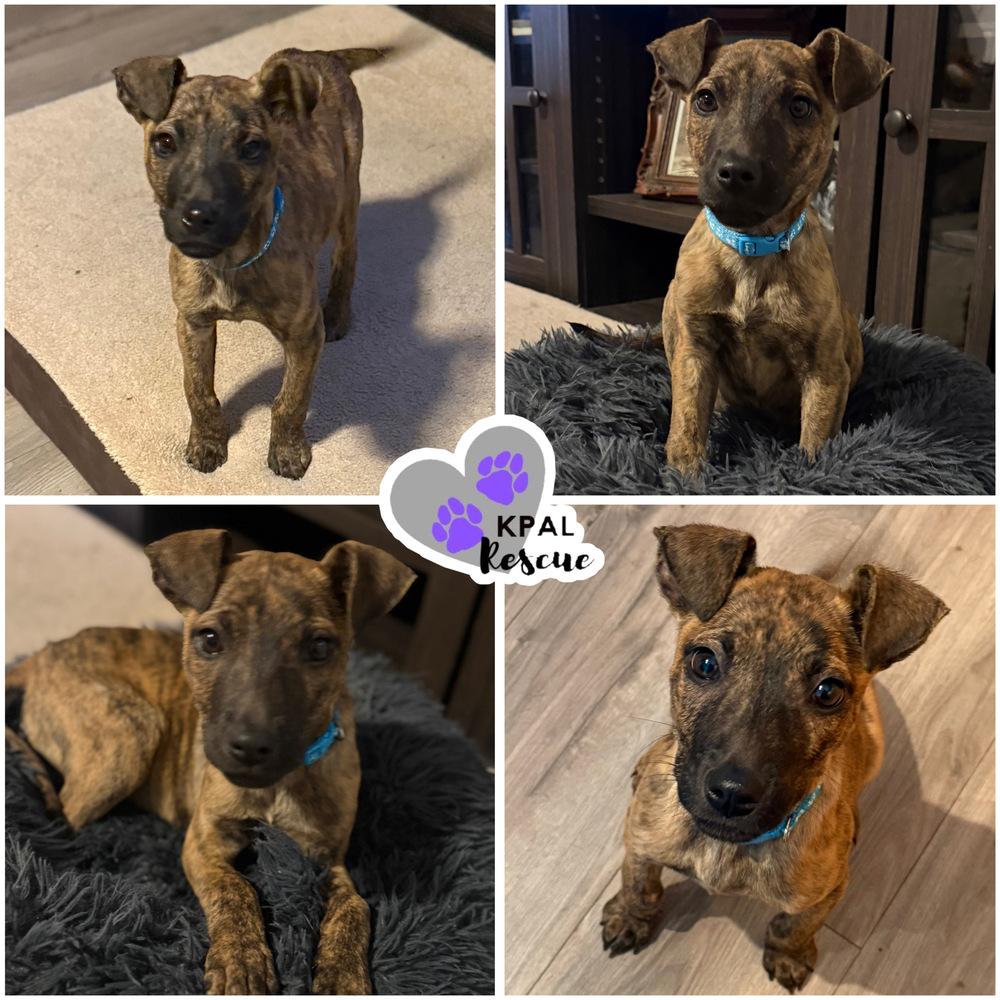 Enlarge Cocoa, a Adoptable mixed breed in Kenai, AK image 2/2