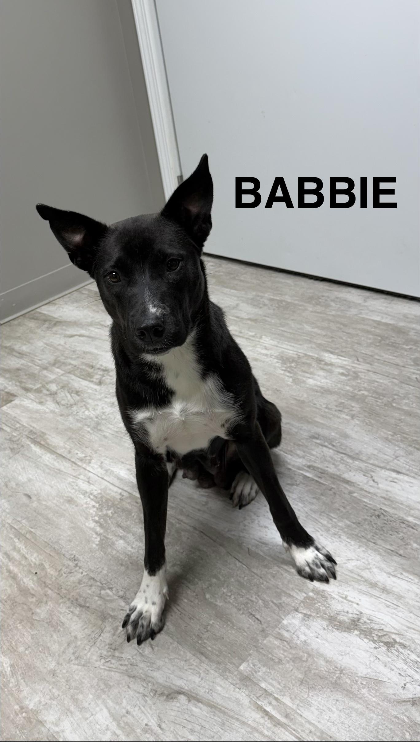 Babbie, ADOPTABLE, Adult Female Pit Bull Terrier & Husky.