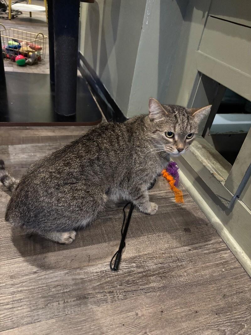 Yucca, a Adoptable Domestic Short Hair in Grand Rapids, MI image 2/4