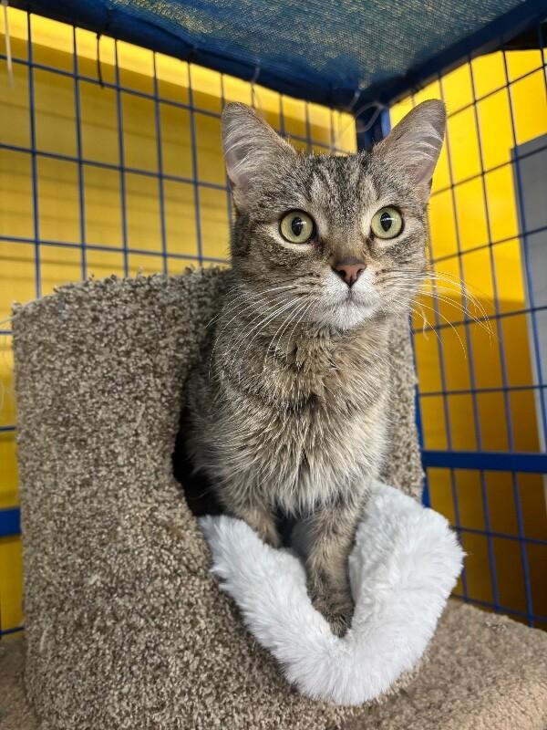 Yucca, a Adoptable Domestic Short Hair in Grand Rapids, MI image 4/4
