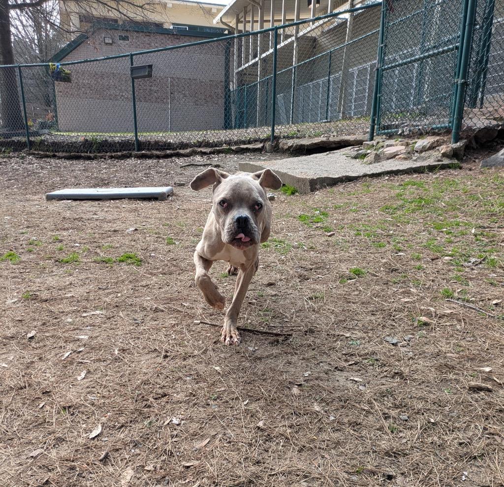 Enlarge Tommy, a Adoptable mixed breed in Little Rock, AR image 1/2