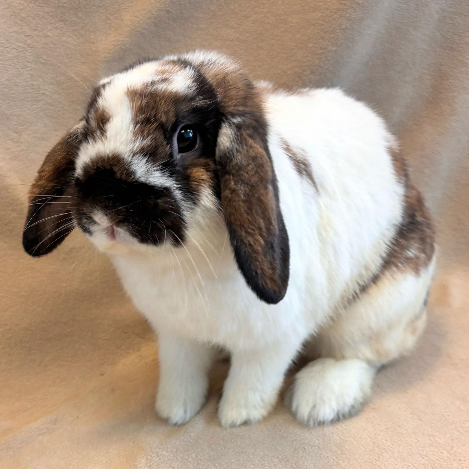 Enlarge Ani, a Adopted Holland Lop in Burlingame, CA image 1/1
