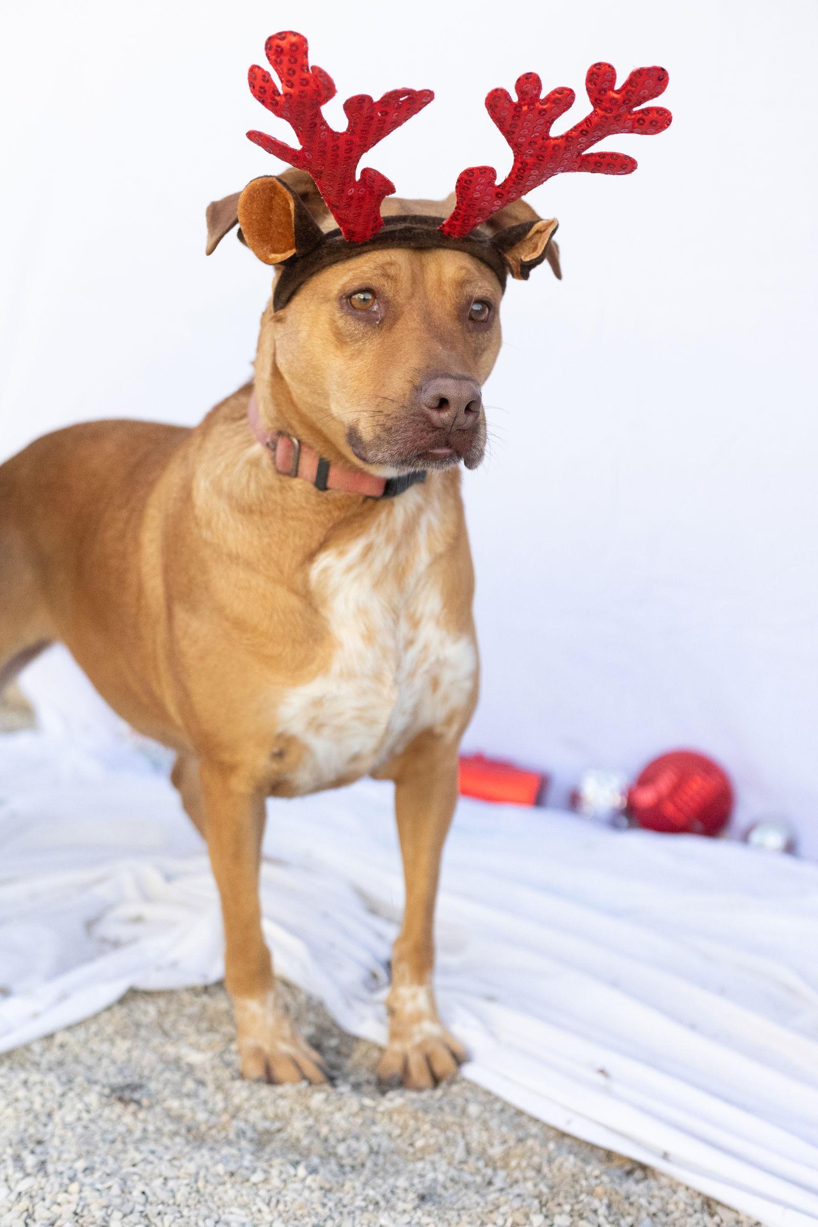 Juliett, Adoptable, Adult Female Australian Cattle Dog / Blue Heeler & Labrador Retriever.