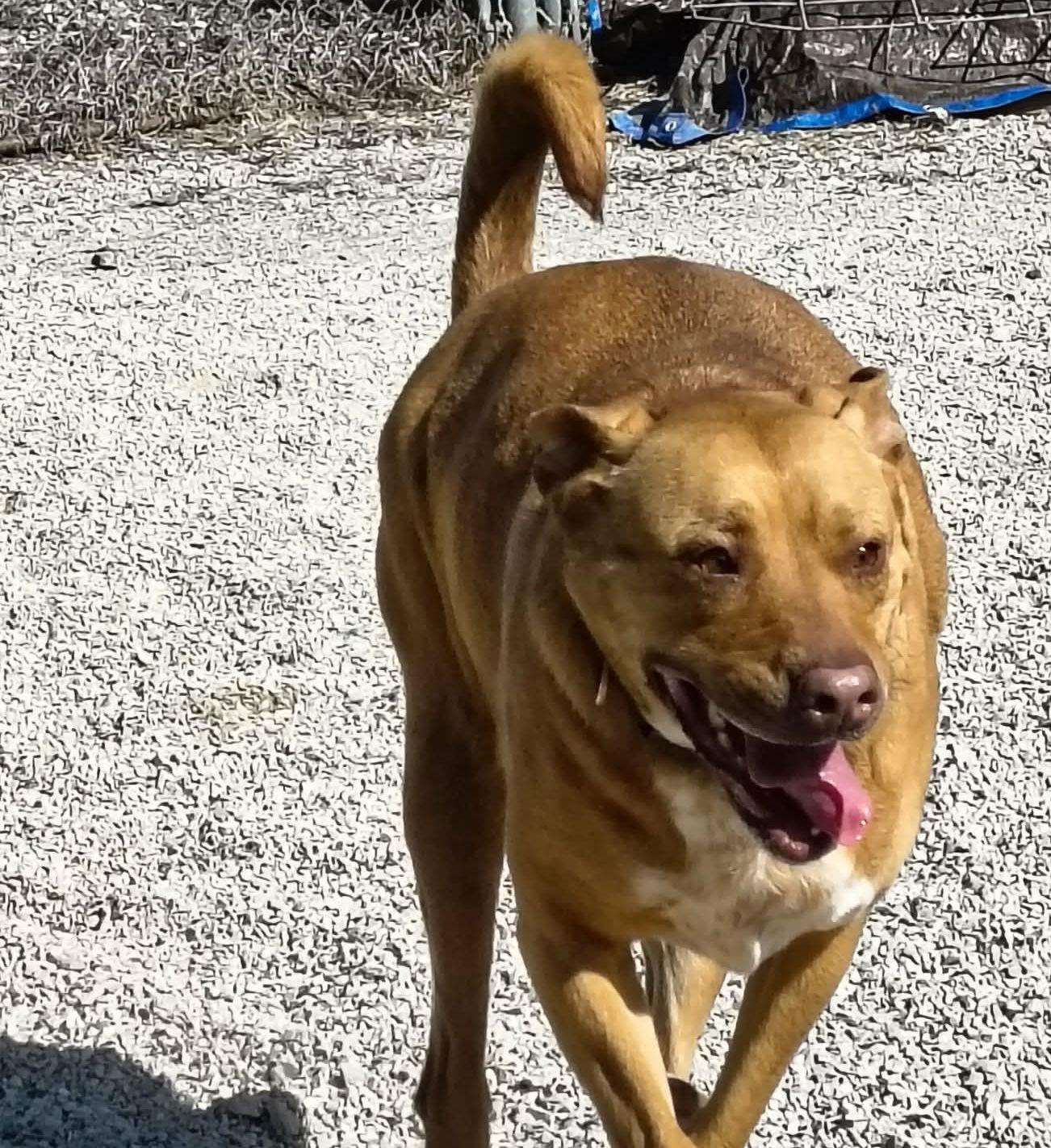 Enlarge Juliett, a Adoptable mixed breed in Stover, MO image 2/3