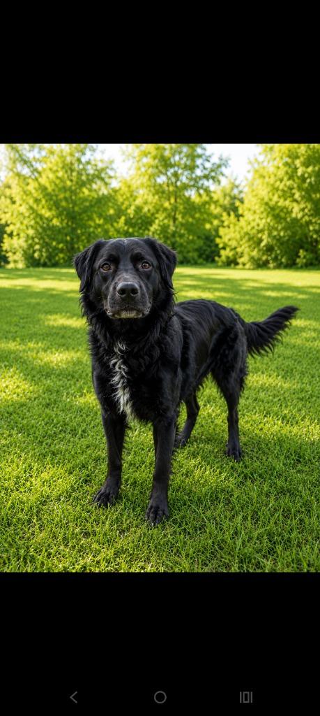 Enlarge Merlin, a Adoptable mixed breed in Albany, GA image 2/6