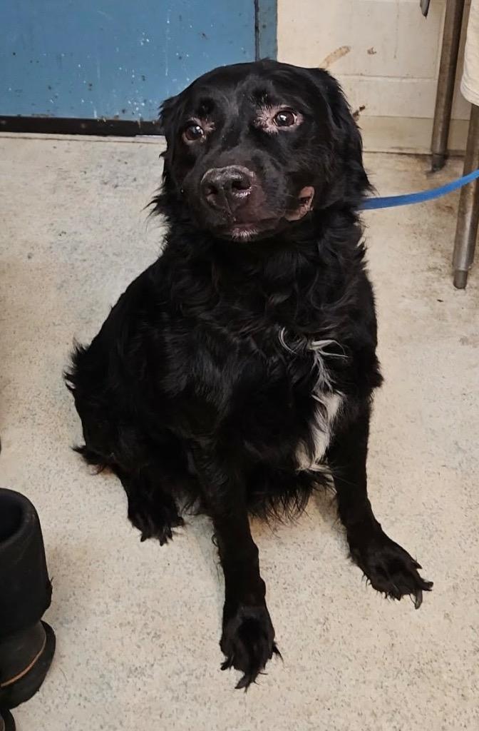 Enlarge Merlin, a Adoptable mixed breed in Albany, GA image 3/6