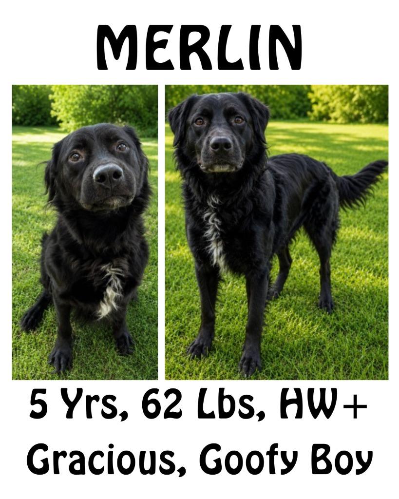 Enlarge Merlin, a Adoptable mixed breed in Albany, GA image 5/6
