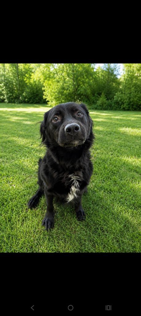Enlarge Merlin, a Adoptable mixed breed in Albany, GA image 6/6