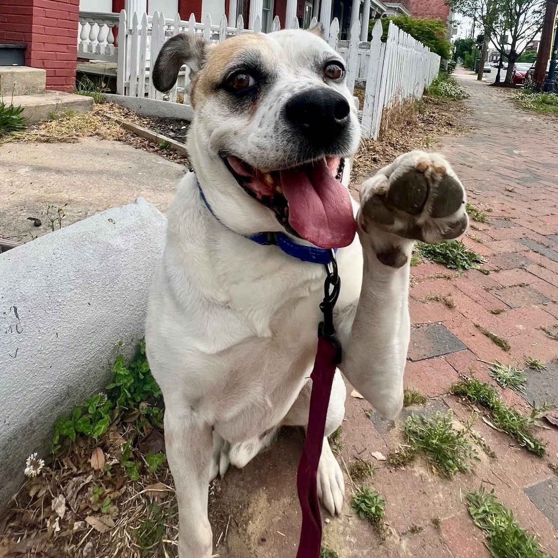 Petey, Adoptable, Adult Male Mixed Breed.